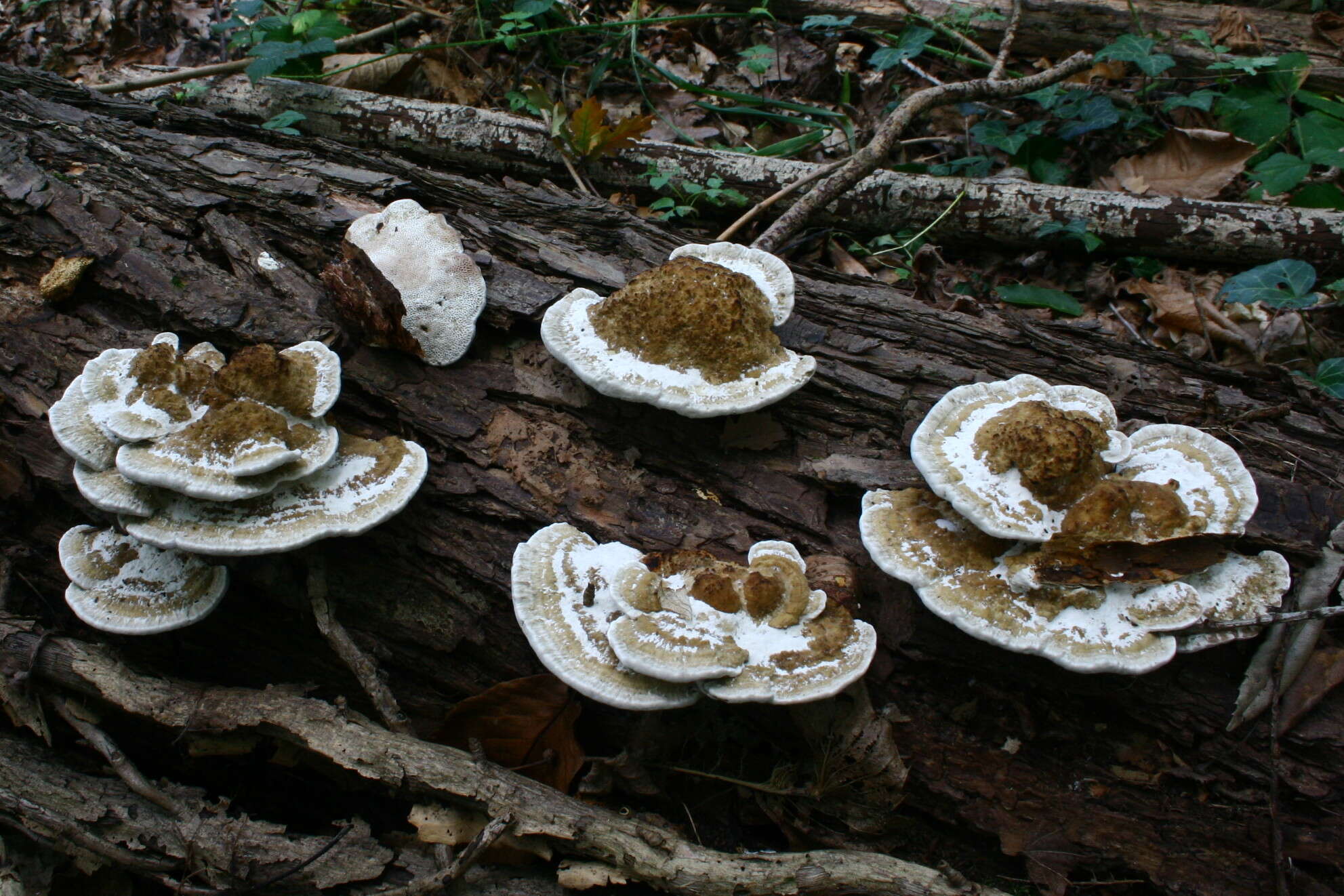 Image of Daedaleopsis confragosa (Bolton) J. Schröt. 1888