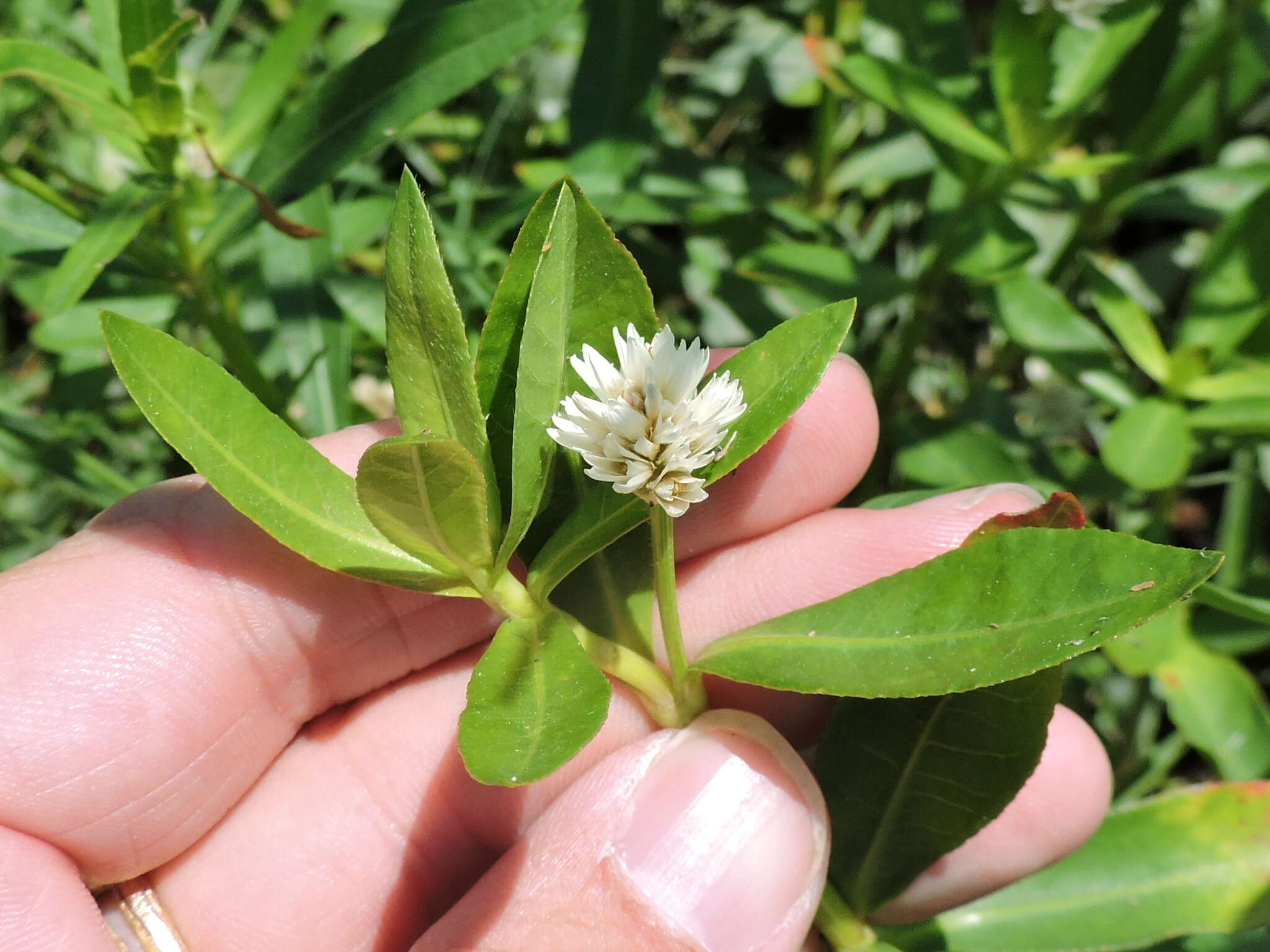 Image of alligator weed