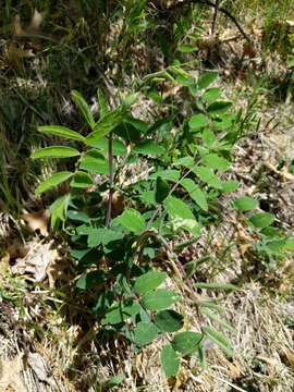 Plancia ëd Lathyrus venosus Willd.