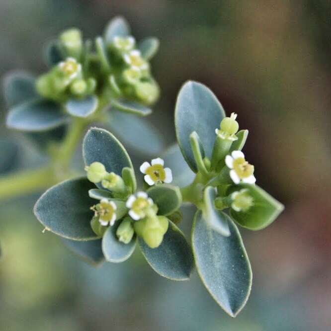 Sivun Euphorbia mesembryanthemifolia Jacq. kuva