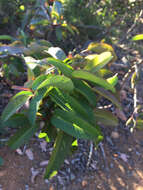 Image of laurel sumac