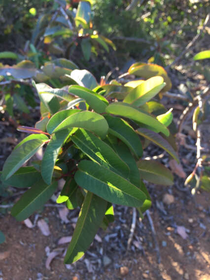 Image of laurel sumac