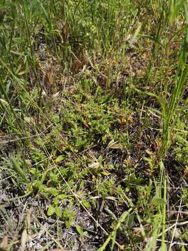 Слика од Chorizanthe parryi var. fernandina (S. Wats.) Jeps.