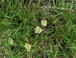 Sivun Asclepias multicaulis (E. Mey.) Schltr. kuva