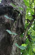 Image of sinkwa towelsponge