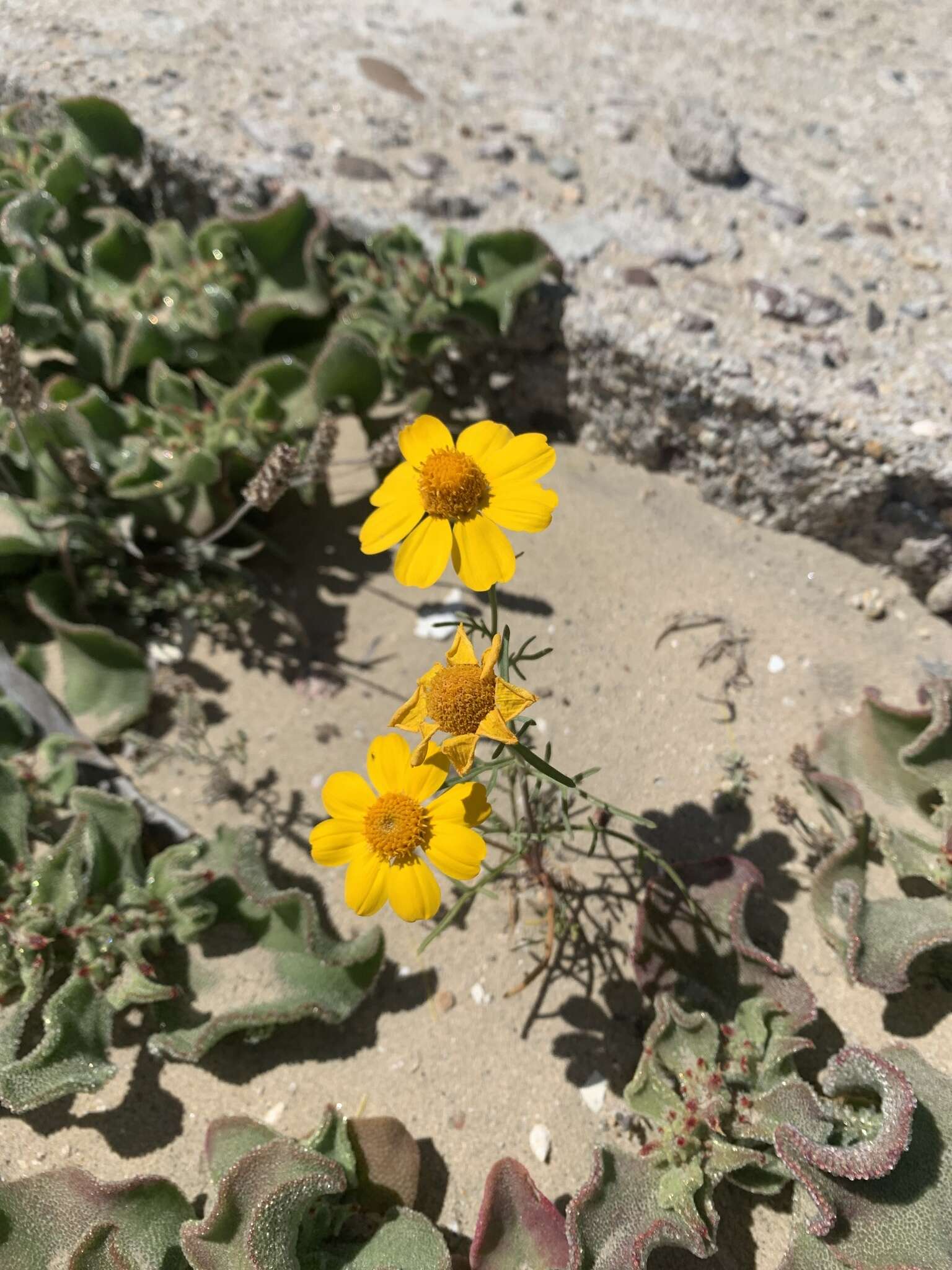 Image of Boeberastrum anthemidifolium (Benth.) Rydb.