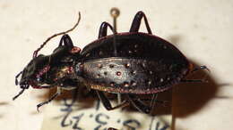 Image of Carabus (Platycarabus) irregularis Fabricius 1792