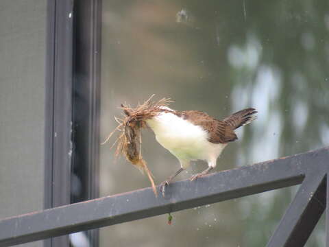 Image of Bicolored Wren