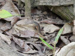 Image of Closed-litter Rainbow-skink