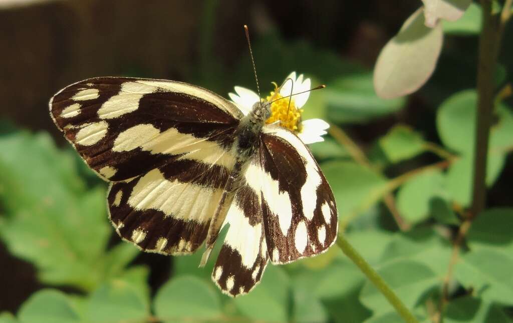 Sivun Pinacopteryx eriphia (Godart (1819)) kuva