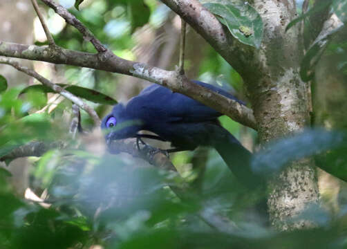 Plancia ëd Coua caerulea (Linnaeus 1766)