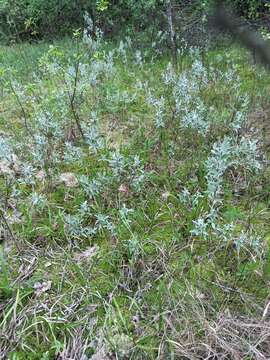 Image of Salix lapponum L.