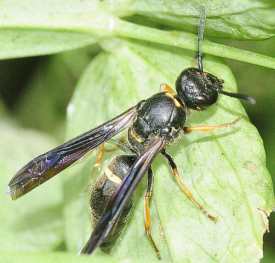 Image of Ancistrocerus unifasciatus (de Saussure 1853)