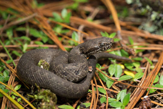 Image of Godman's Montane Pit Viper