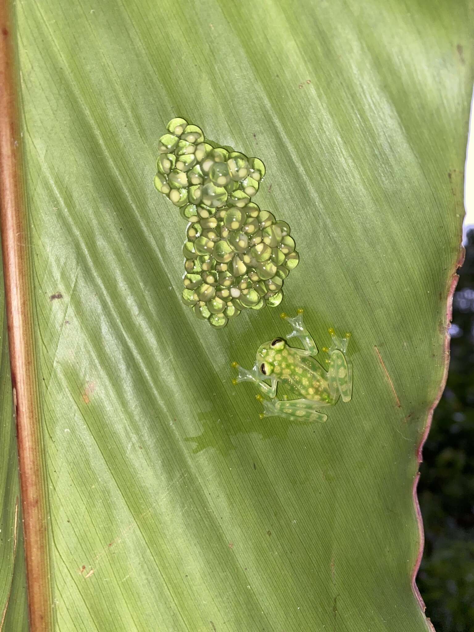 Image of La Palma Glass Frog