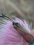 Image of Zygaena favonia Freyer 1845