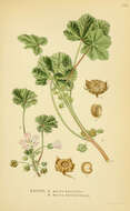 Image of common mallow