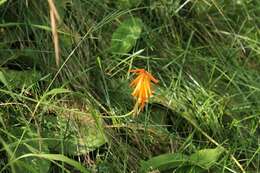 Image of Kniphofia evansii Baker