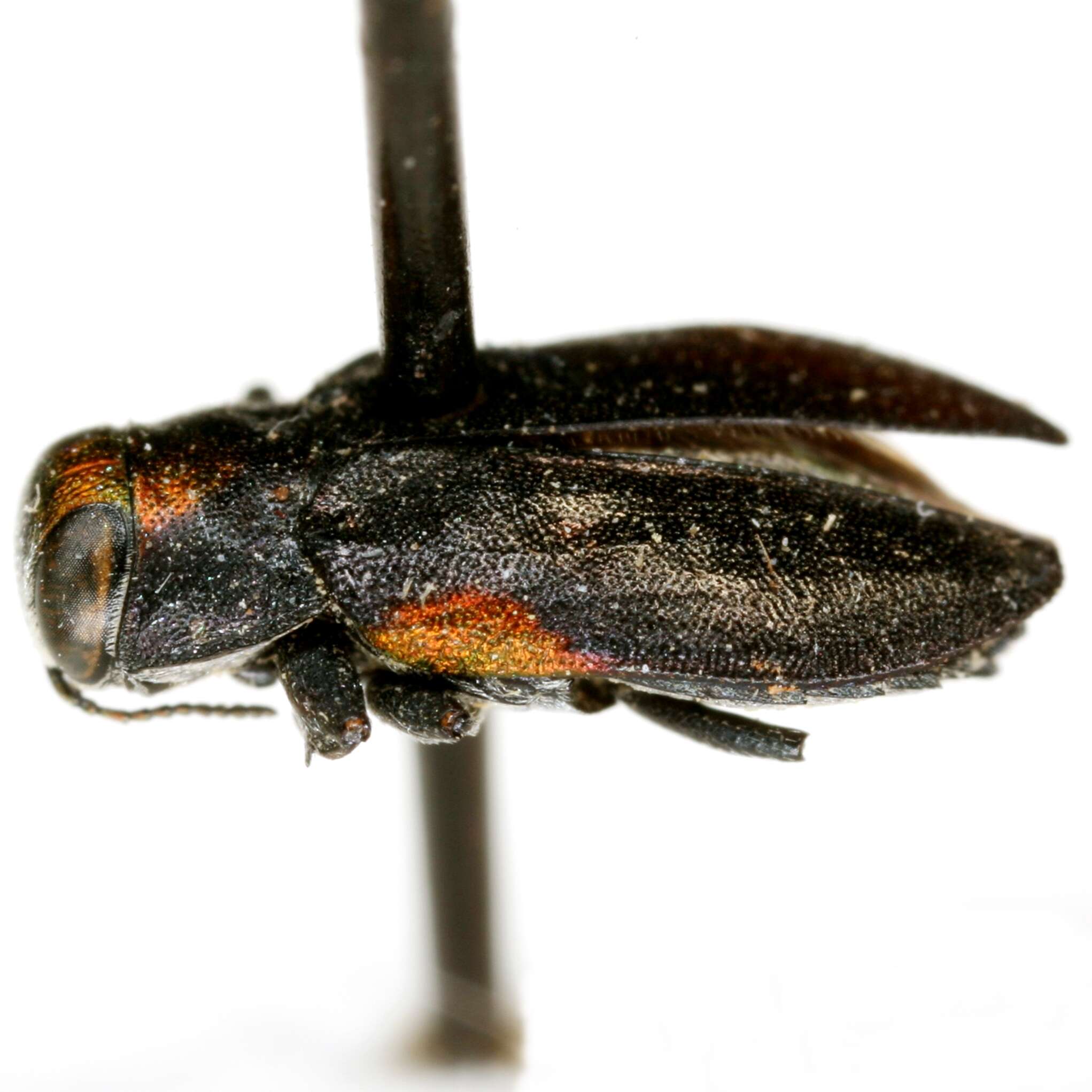 Image of Chrysobothris acaciae Knull 1936