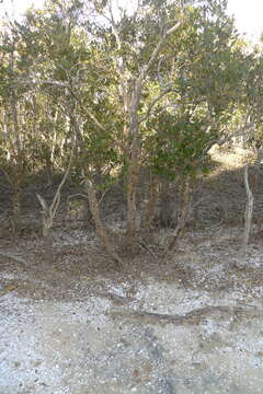 Слика од Avicennia marina subsp. australasica (Walp.) J. Everett