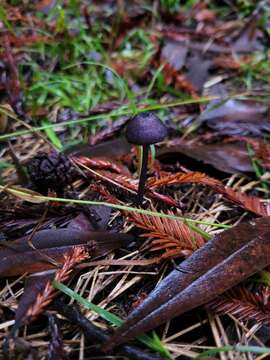 Image of Entoloma largentii Courtec. 1986