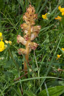 Image of Orobanche gracilis Sm.