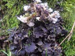 Image of spotted felt lichen