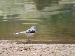 Image of Motacilla clara torrentium Ticehurst 1940