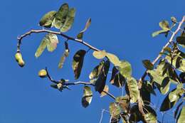 Image de Hymenaea stigonocarpa Hayne