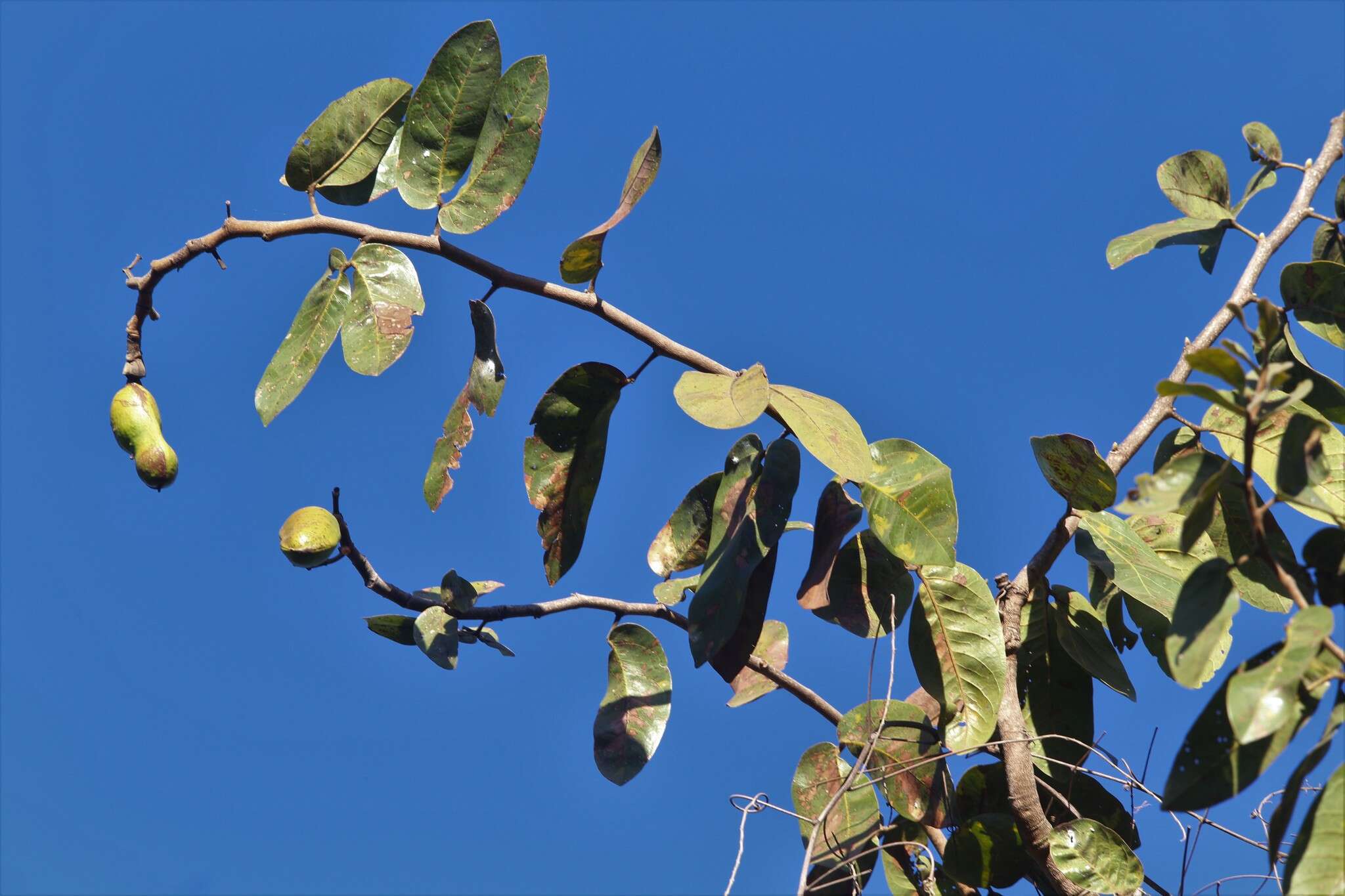 Sivun Hymenaea stigonocarpa Hayne kuva