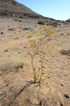 Image of Tetraena prismatocarpa (Sond.) Beier & Thulin