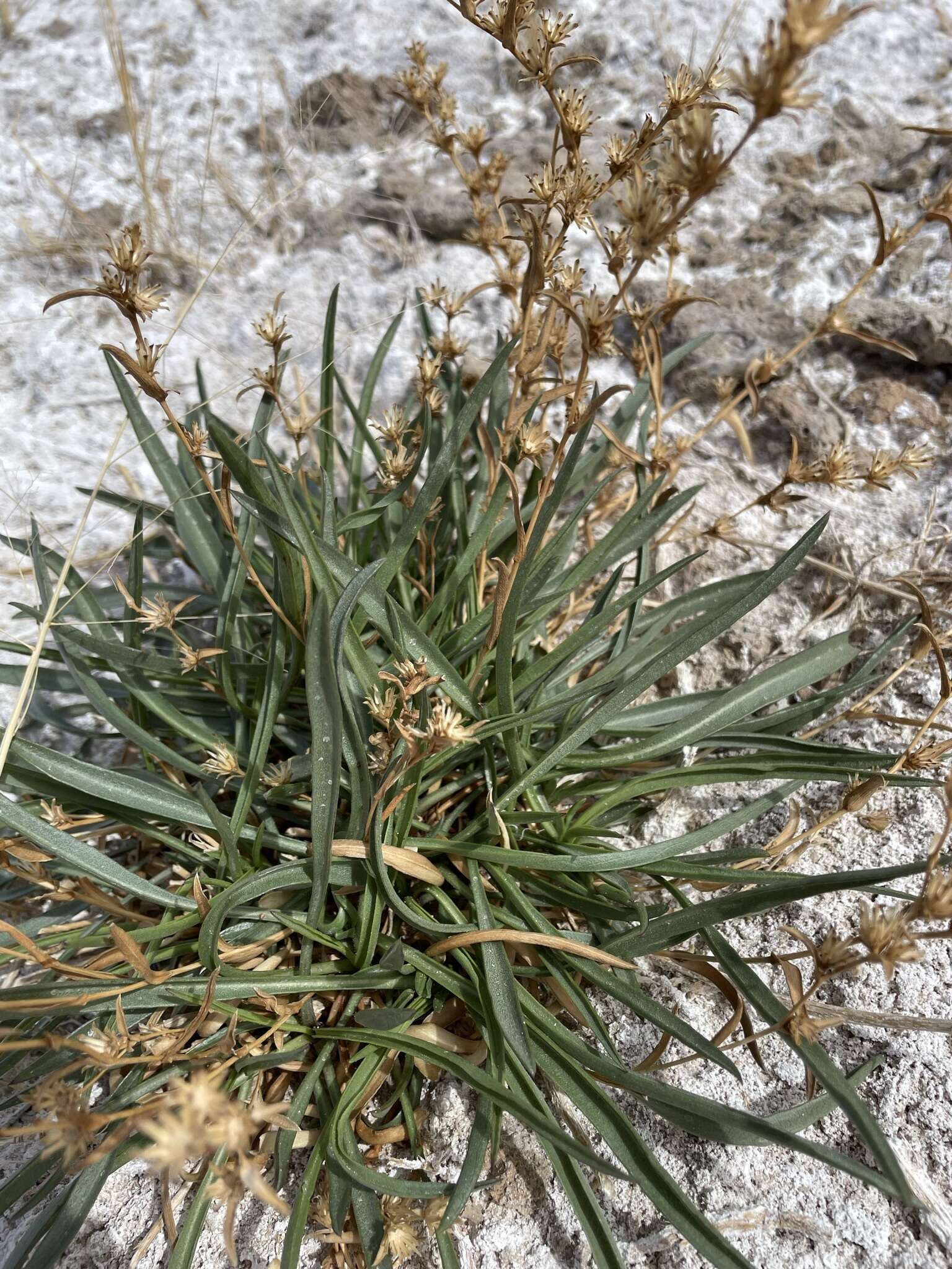 Imagem de Pyrrocoma racemosa var. sessiliflora (E. Greene) Mayes ex G. K. Brown & D. J. Keil