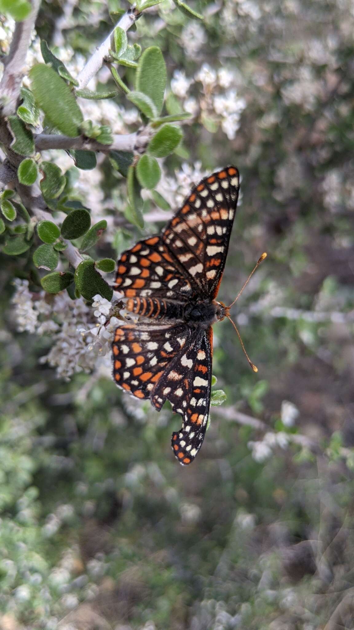 Euphydryas chalcedona klotsi的圖片