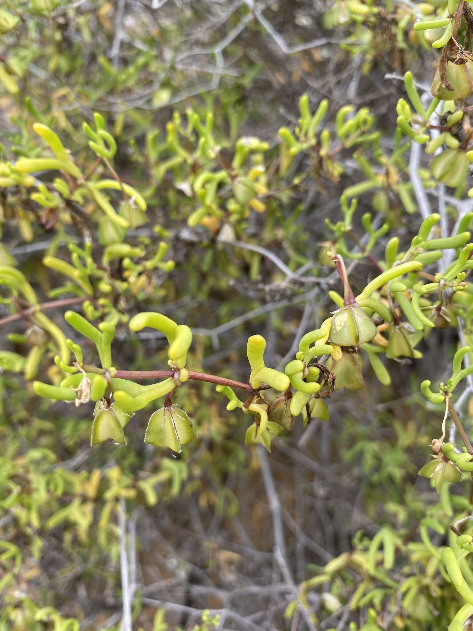 Image of Roepera confluens (H. Eichler) Beier & Thulin