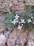 Image of Stenotis brevipes (Rose) Terrell