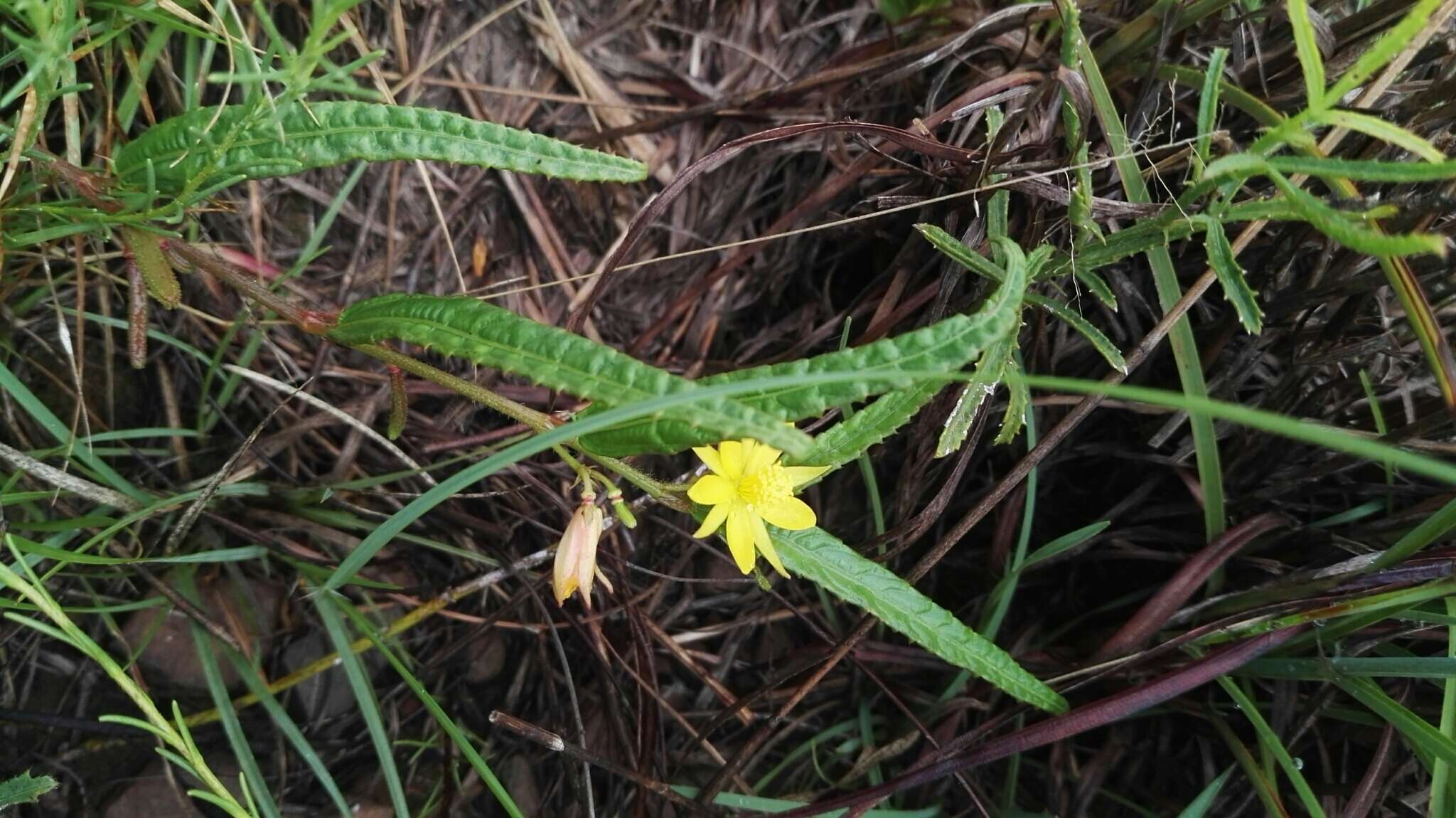 Imagem de <i>Chamaecrista comosa</i> var. <i>capricornia</i> (Stey.) Lock