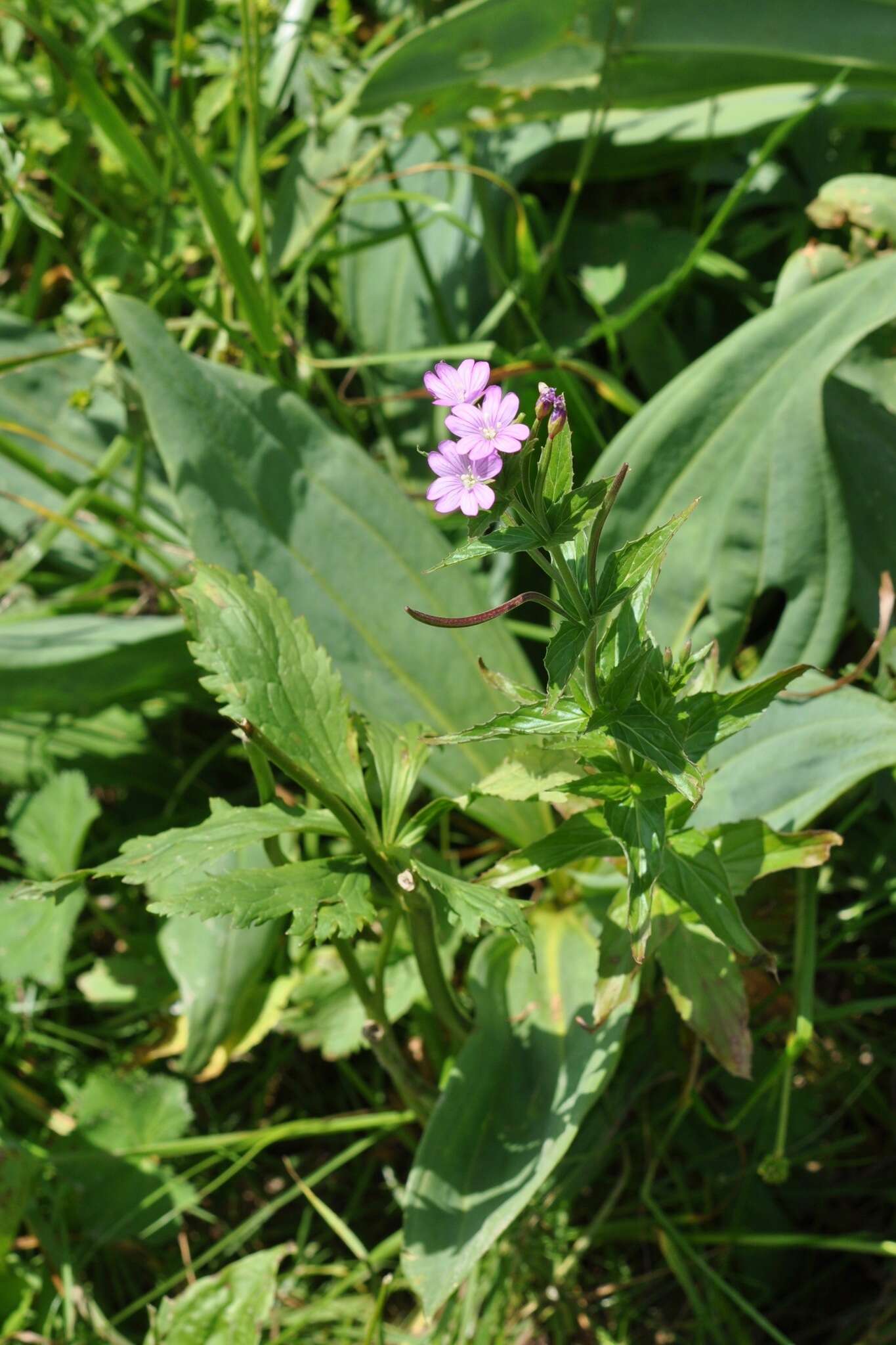 Image of alpine willowherb