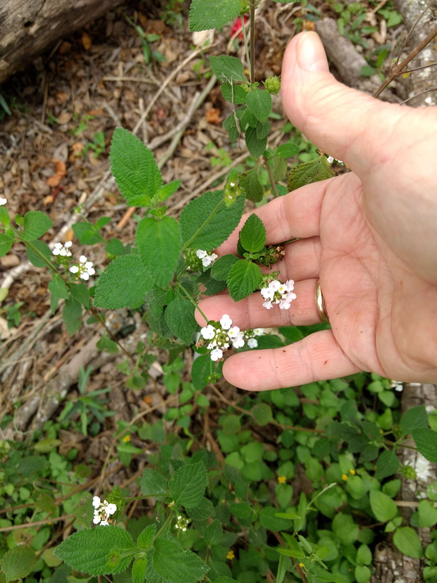 Image of velvet shrubverbena