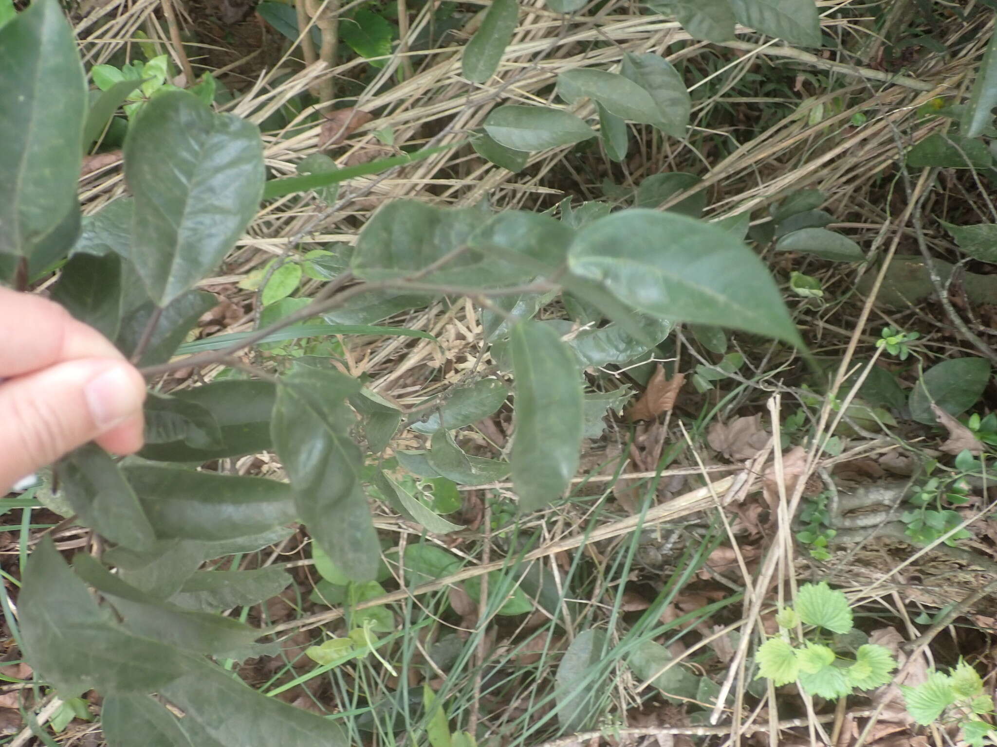 Image of Ficus sarmentosa Buch. ex J. E. Smith