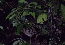 Image of banded palm civet