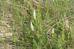 Image of Seneca snakeroot