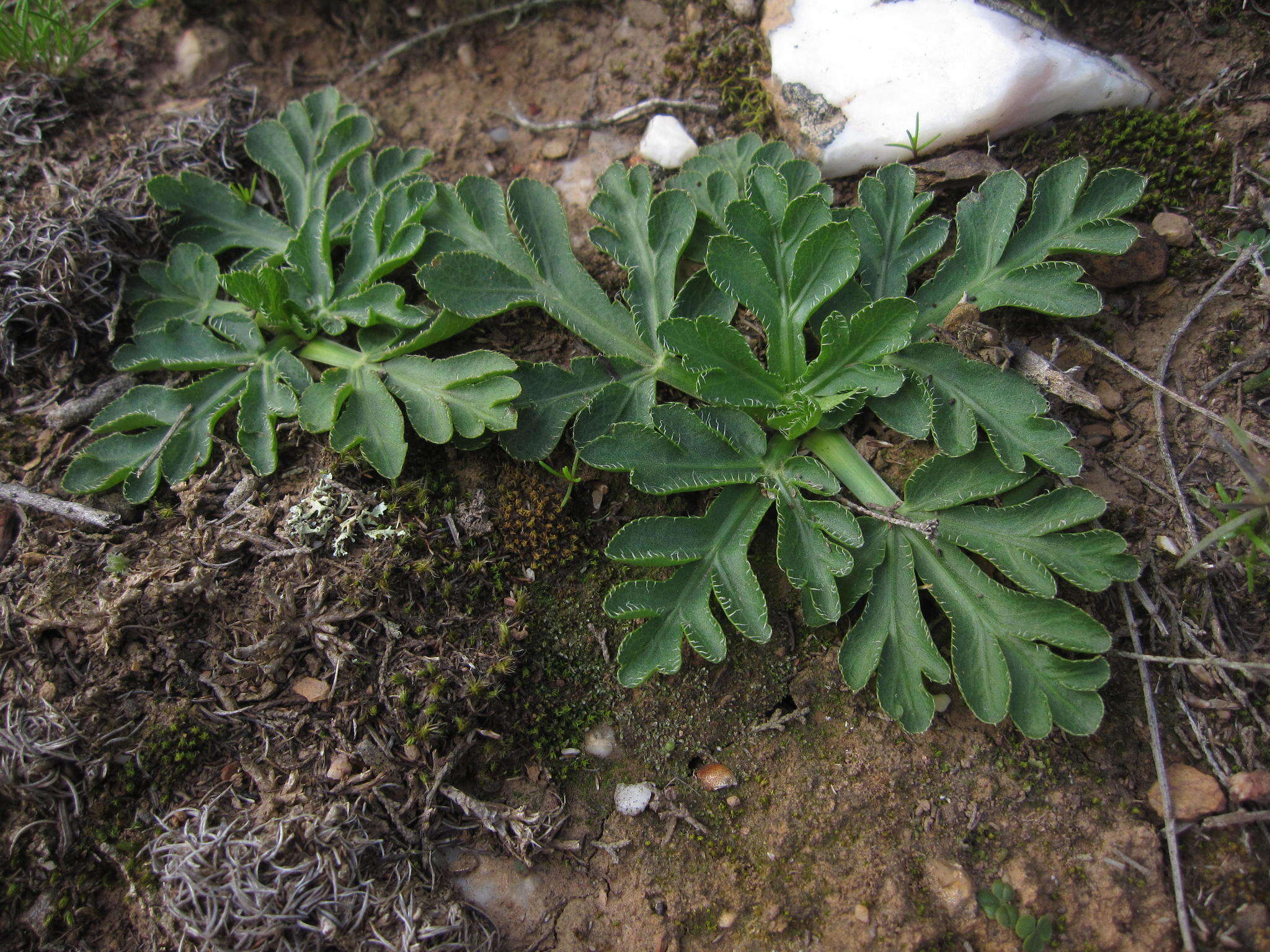 Image of Lichtensteinia obscura (Spreng.) Koso-Pol.