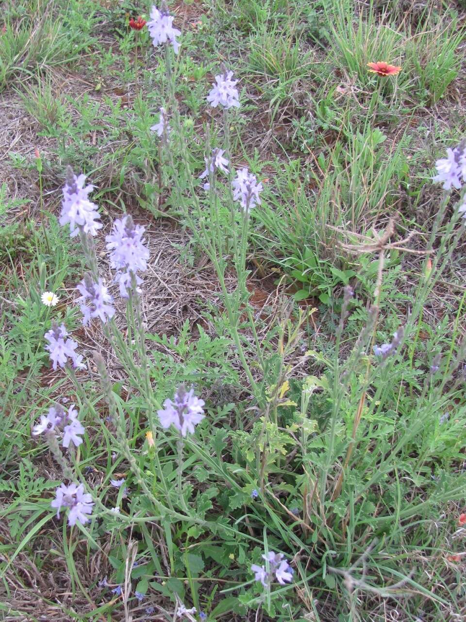 Image of Clover's vervain