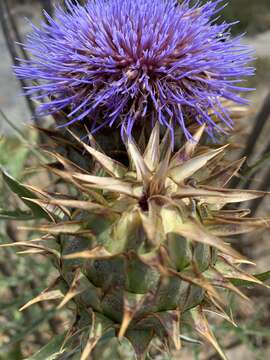 Image of Cynara cardunculus subsp. flavescens A. Wiklund