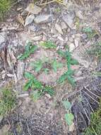 Image of Potentilla leucophylla F. Sauter