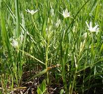 Image of Ornithogalum woronowii Krasch.