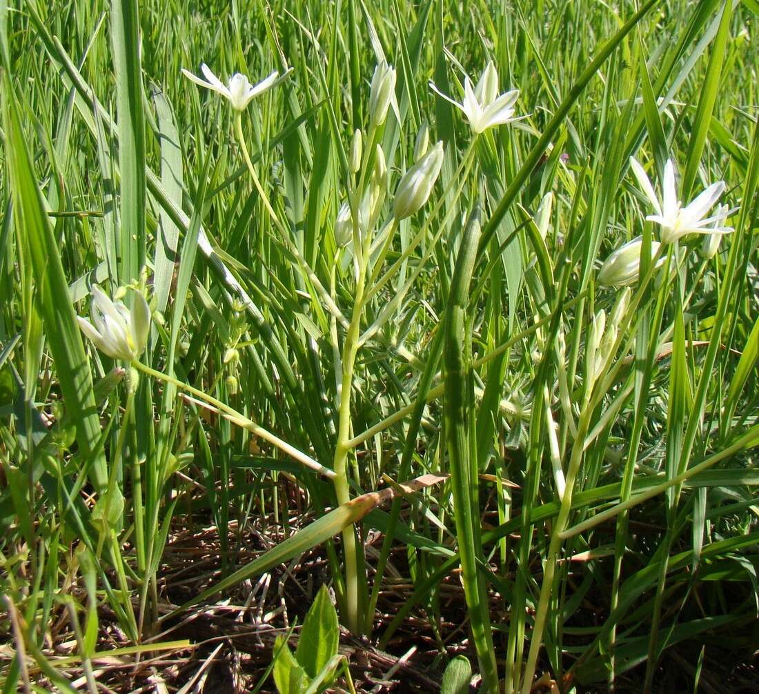 Image of Ornithogalum woronowii Krasch.