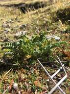 صورة Astragalus arequipensis Vog.