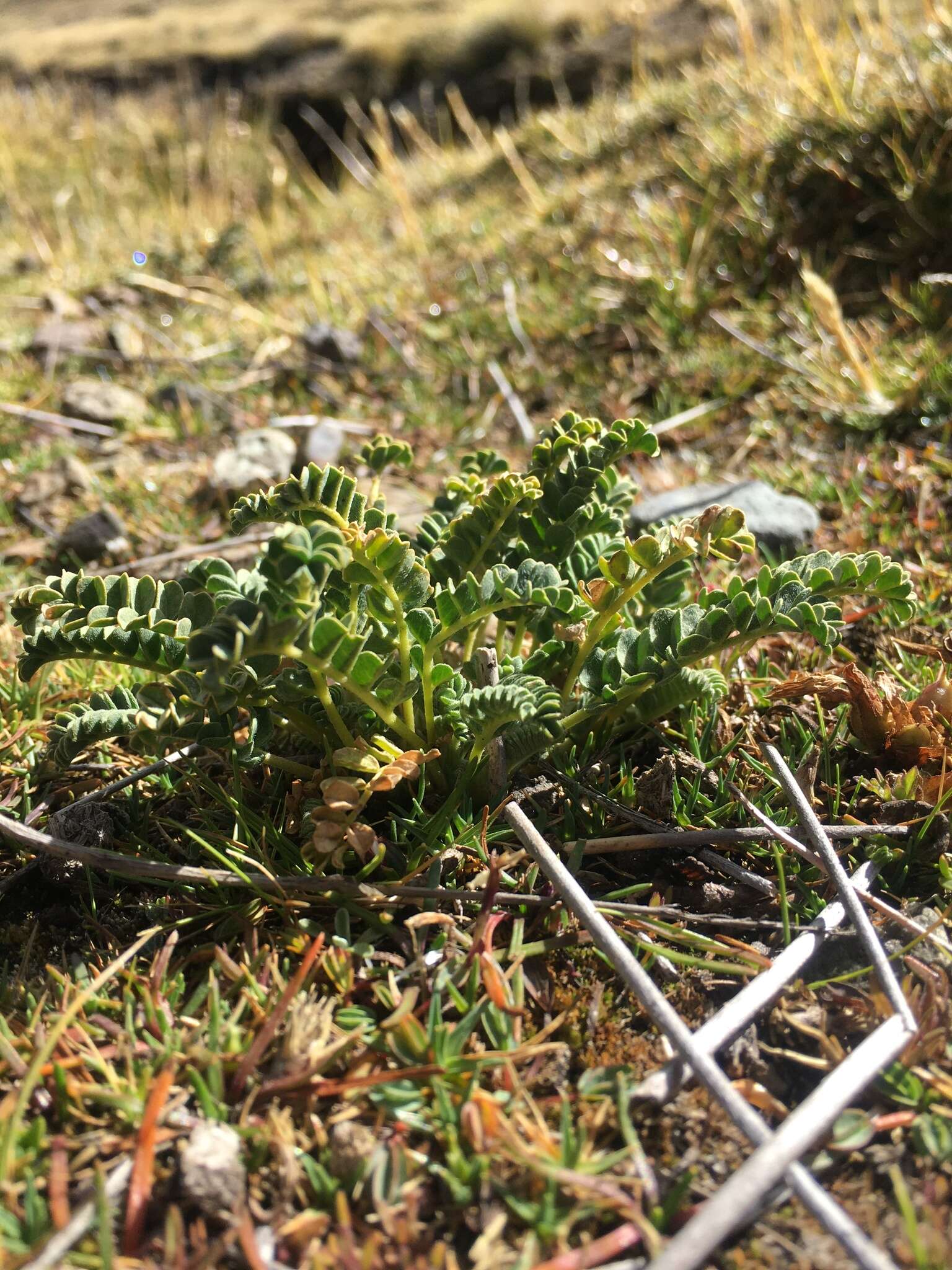 Image of Astragalus arequipensis Vog.