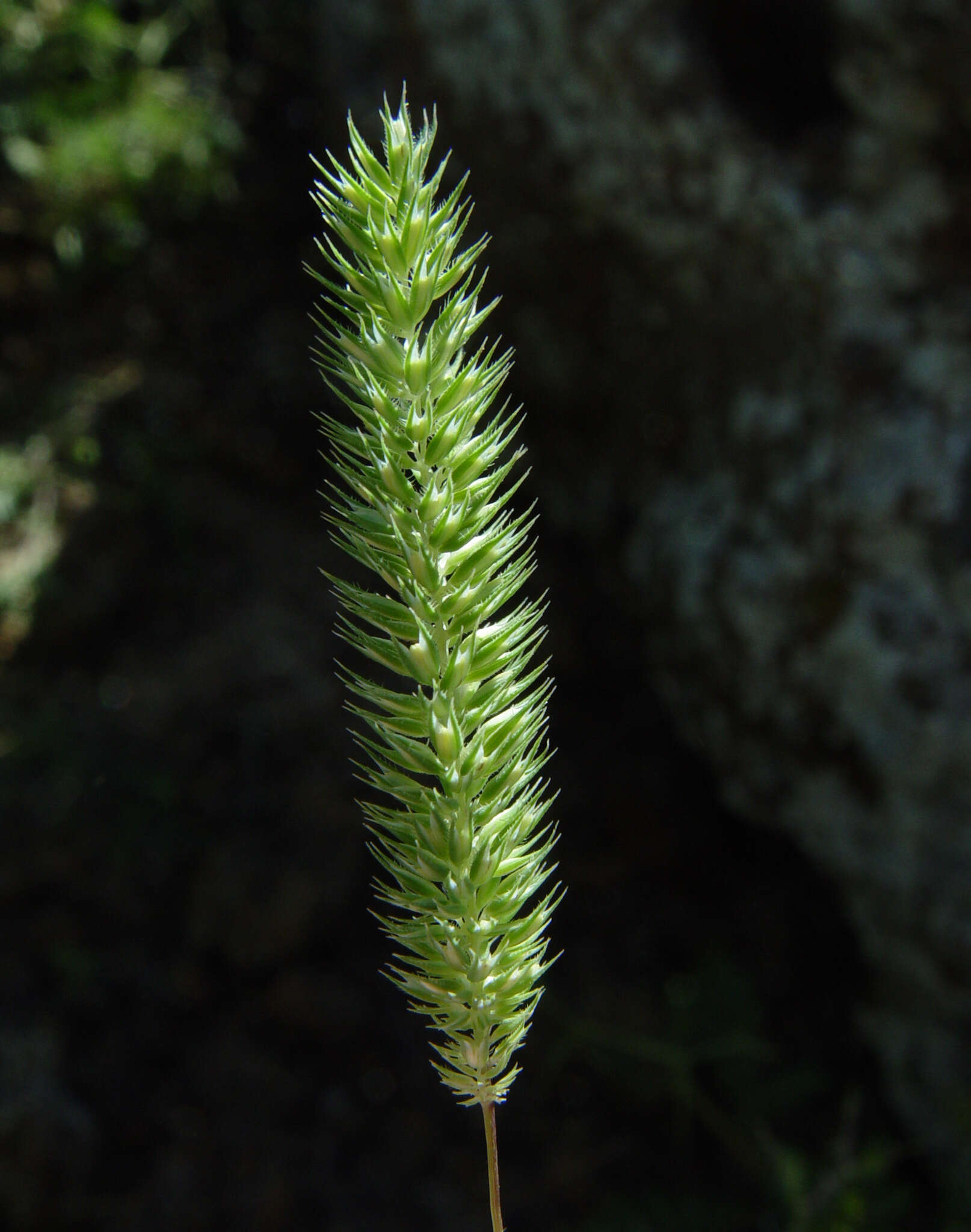 Sivun Phleum montanum K. Koch kuva